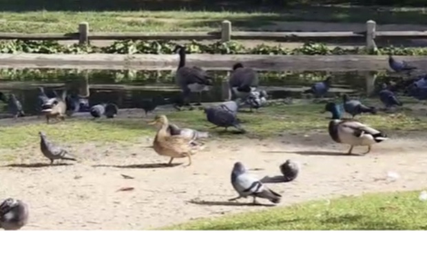 STOP à la FAMINE infligée aux animaux de la mare de Saint-James – Bois de Boulogne !