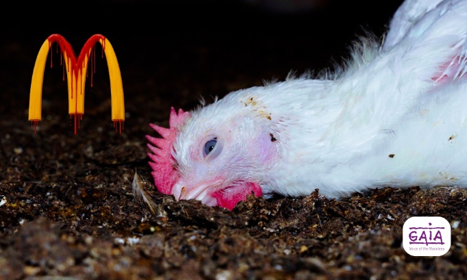 STOP à la cruauté dans les élevages de poulets McDonald’s
