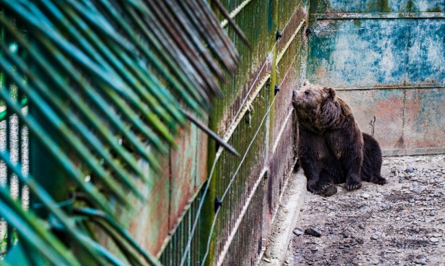Pour sauver les animaux, fermons les zoos maltraitants !
