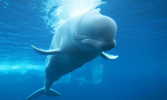 La dernière bataille : sauver les bélugas de Marineland de l'exploitation et de l'euthanasie !