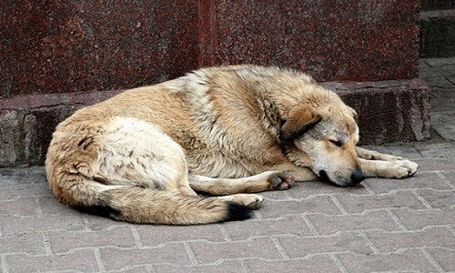 Couverture pour l'hiver obligatoire