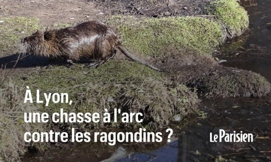 Stop à la chasse aux ragondins à Lyon