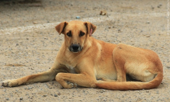 l’Algérie tourne le dos à la barbarie et dit stop à la mise à mort des animaux errants