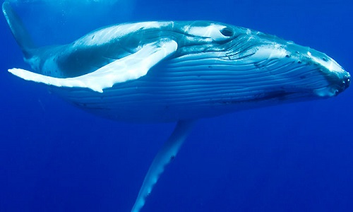 Save the whales !