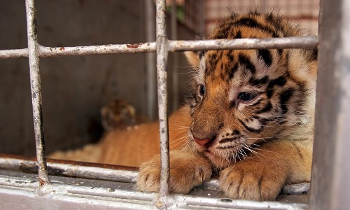 Pour une politique municipale en faveur des animaux à Strasbourg