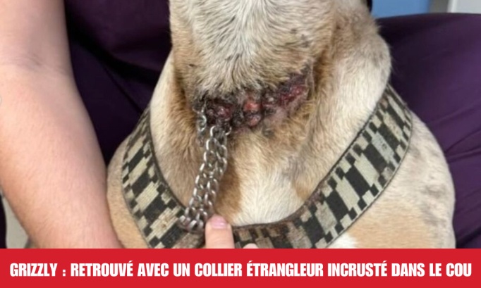 Justice pour Grizzly : retrouvé avec un collier étrangleur incrusté dans le cou
