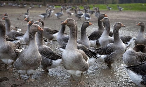 Halte aux abattages massifs pour un oui ou un non !