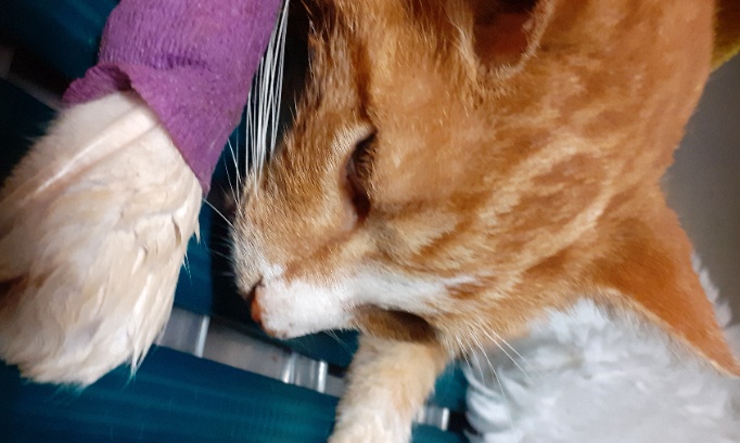 Justice pour Caramel : pour que le chasseur responsable de sa mort soit sévèrement puni et interdit de chasse !