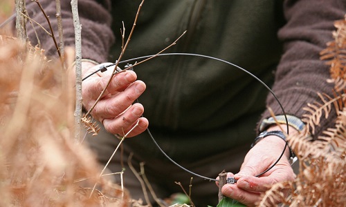 Contre le projet de piégeage jusqu'en mai ! La vérité sur les sangliers !