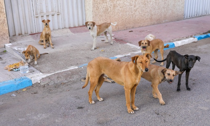 Non au massacre des chiens errants au Maroc avant la coupe du monde 2030