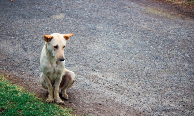 Chien jeté d’une voiture en pleine route : ne laissons pas cet acte impuni
