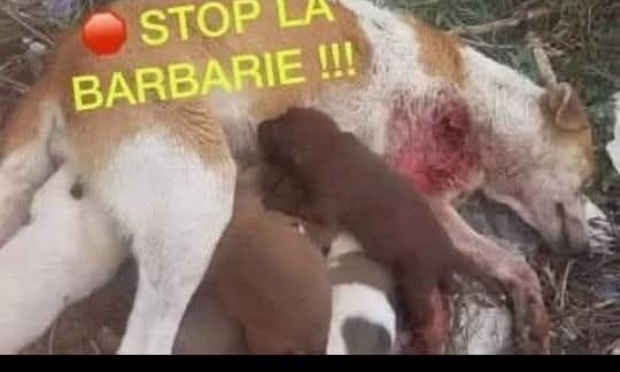 Tunis annonce étendre sa stratégie inhumaine d'élimination des chiens errants