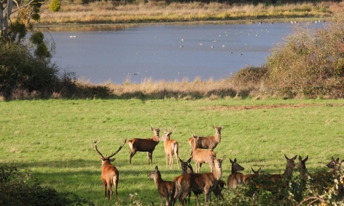 Stop au massacre des biches et cerfs par la préfecture dans une propriété privée