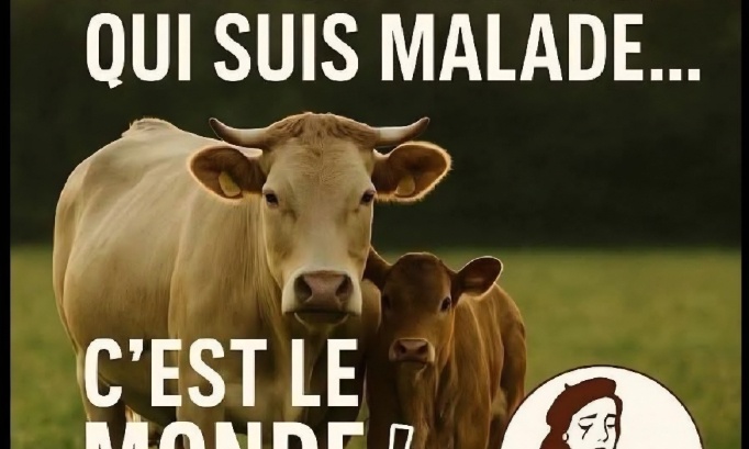 Pour nos vaches : stop à l'abattage du troupeau