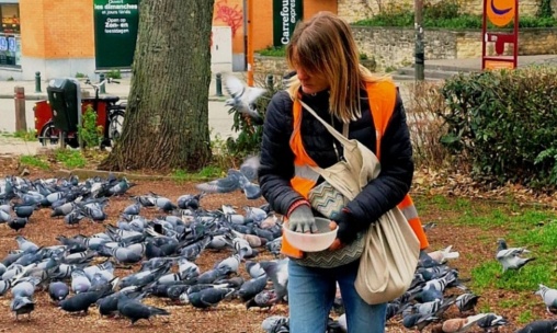 Maintenir le nourrissage encadré des pigeons placés sous contraception à Bruxelles-ville