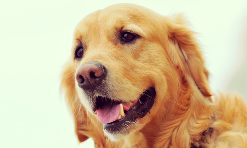 Pour sauver une activité de garde de chiens