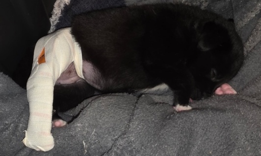 Reconnaître la médecine légale vétérinaire pour lutter contre la maltraitance animale