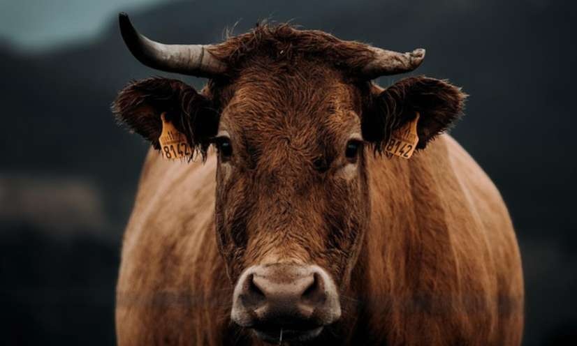 STOP à l’abattage massif des bovins dû à la dermatose nodulaire contagieuse (DNC)