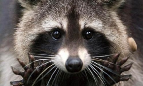 Intersport ! Parka col en raton laveur ! Ne vendez plus de fourrure !