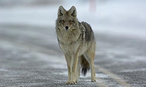 Canada Goose, arrêtez de tuer les animaux pour vos horreurs !