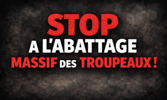 Pour la fin des abattages massifs automatiques :  Une pétition citoyenne