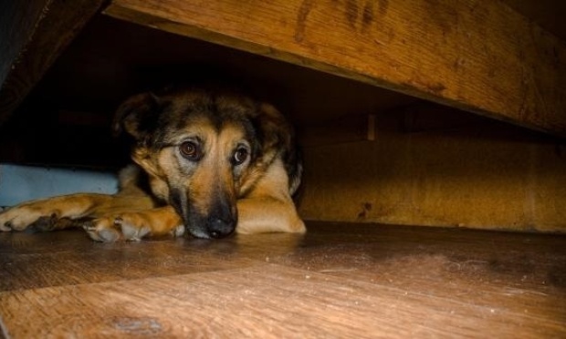Un arc-en-ciel de feux d'artifice, la terreur pour nos amis à quatre pattes.