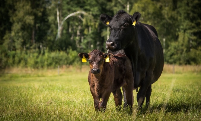 Stop aux massacres de bovins : protégez nos agriculteurs et leurs troupeaux