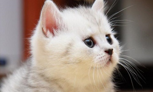 Interdire les publications mettant en scène tous les actes de cruauté ou de torture envers les animaux