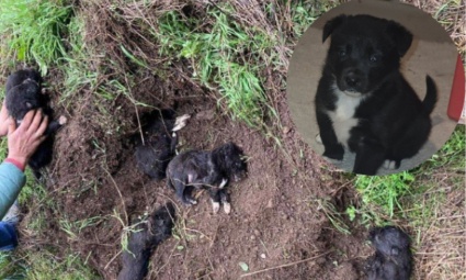 Justice pour Athéna et sa fratrie ! Seule rescapée d'un acte inhumain...