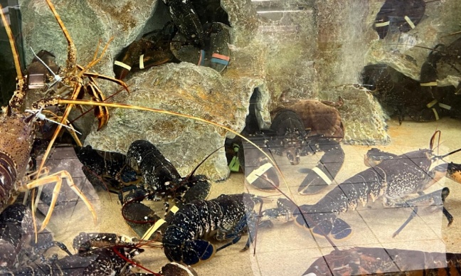 Pour qu’on interdise l’exposition d’animaux vivants en magasin