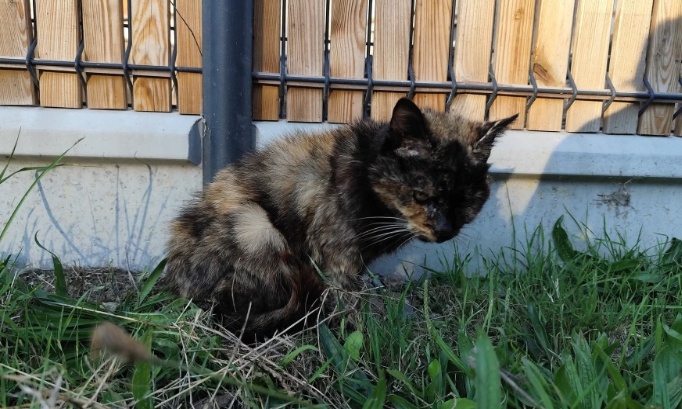 Justice pour l'association nos p'tits cœurs perdus !