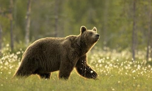 Laissons leur fourrure aux ours bruns