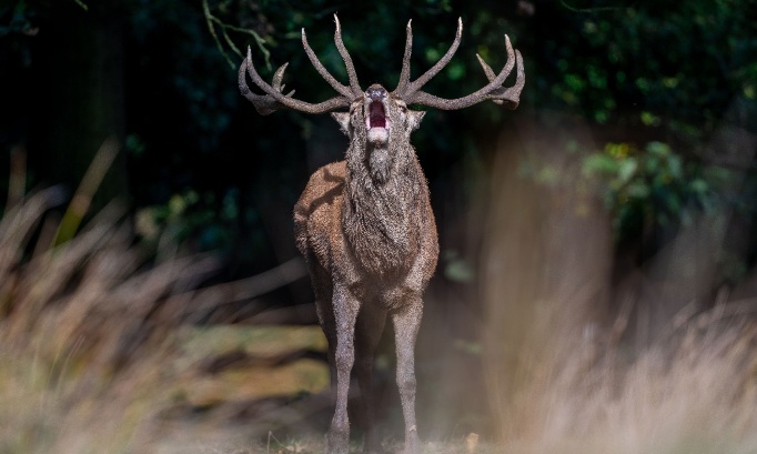 Pour sauver les cervidés de la forêt domaniale de Roumare