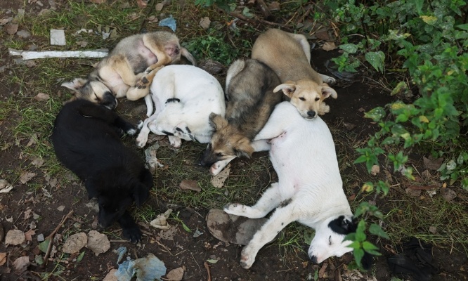 Non à l’abattage des chiens errants dans la Creuse