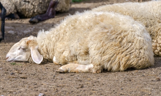 L'envers du décor à Rochefort-en-Terre : Cruauté animale et menace d'épidémie humaine