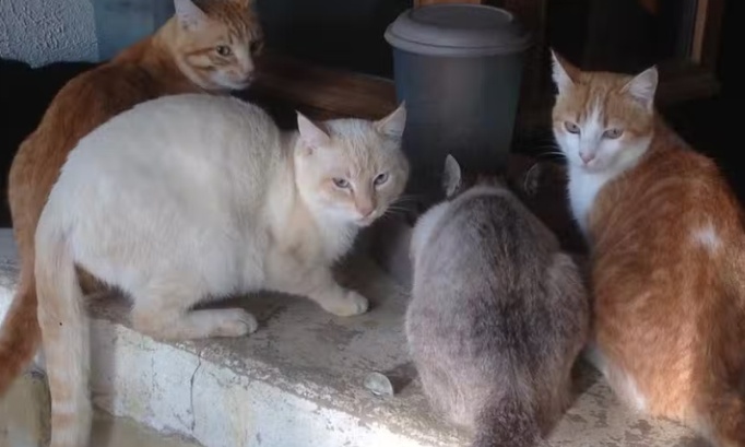 Exigeons une véritable sanction pour les deux femmes qui ont laissé des chats mourrir !