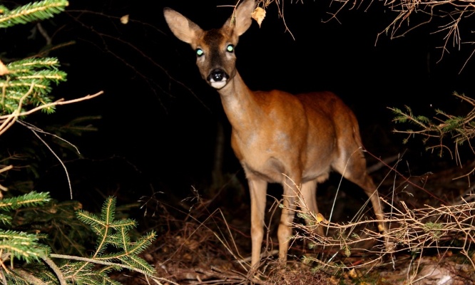 Stop à la pollution lumineuse qui détruit les animaux !
