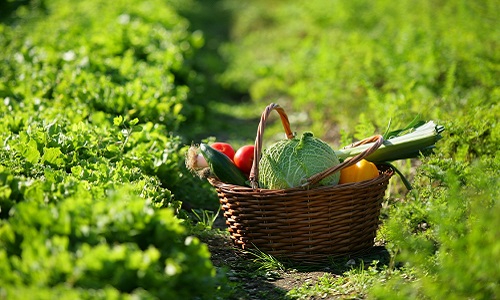 Nous demandons des caméras de surveillance dans les potagers