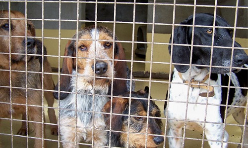 Chauffez les box en hiver !