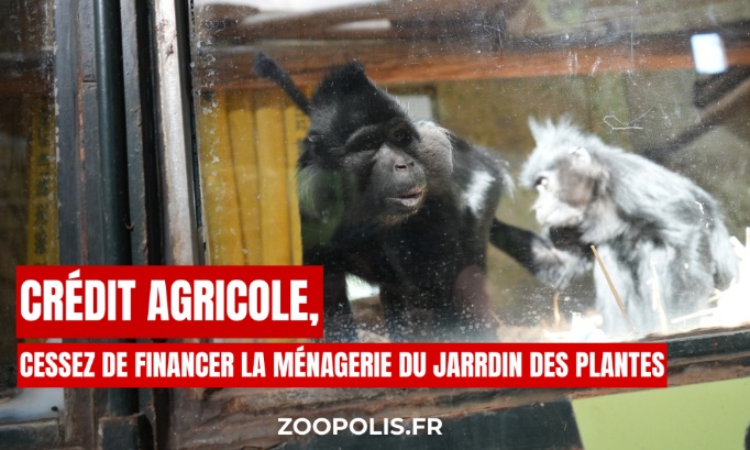 Crédit Agricole : cessez d'alimenter l'emprisonnement des animaux (Ménagerie)