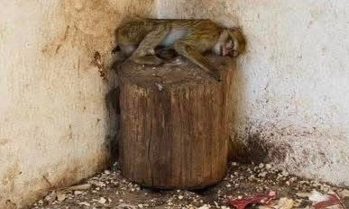 Sos aidons les animaux en détresse du zoo de Gafsa (Tunisie)