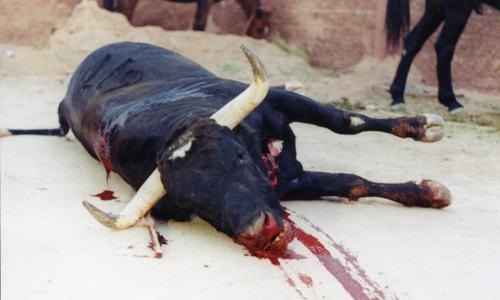 Pernod Ricard, arrêtez de sponsoriser la Corrida !