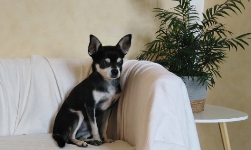 Pour que le livreur qui a tué notre chien soit lourdement sanctionné !