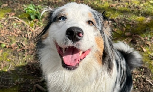 Pétition pour la création d’un nouveau parc canin à Waterloo