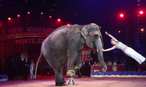 Non aux cirques avec animaux