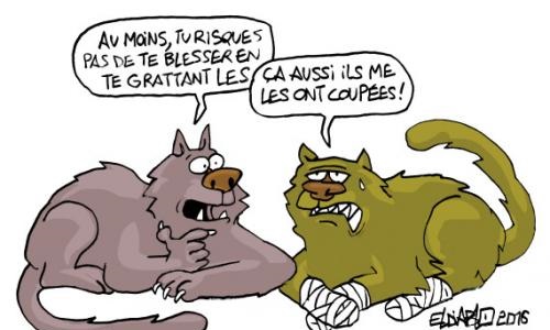 Interdire le dégriffage des chats partout dans le monde