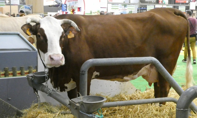 Pas de Salon de l’Agriculture 2026 sans toutes les vaches !