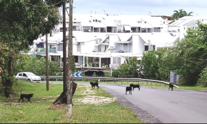 Pour la capture et la sécurisation des chiens errants