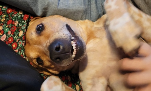 Arrêt des outils coercitifs sur vinted