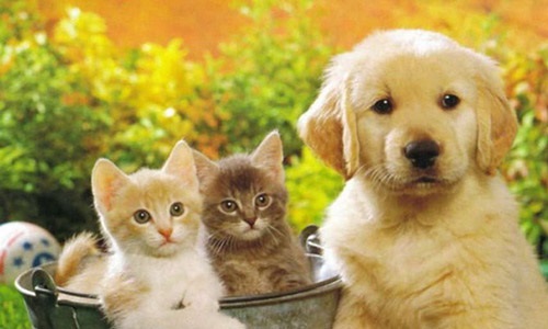 Ne plus faire de mal à n'importe quel animal